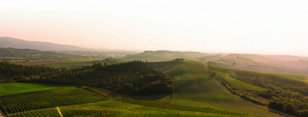 Wine Experience