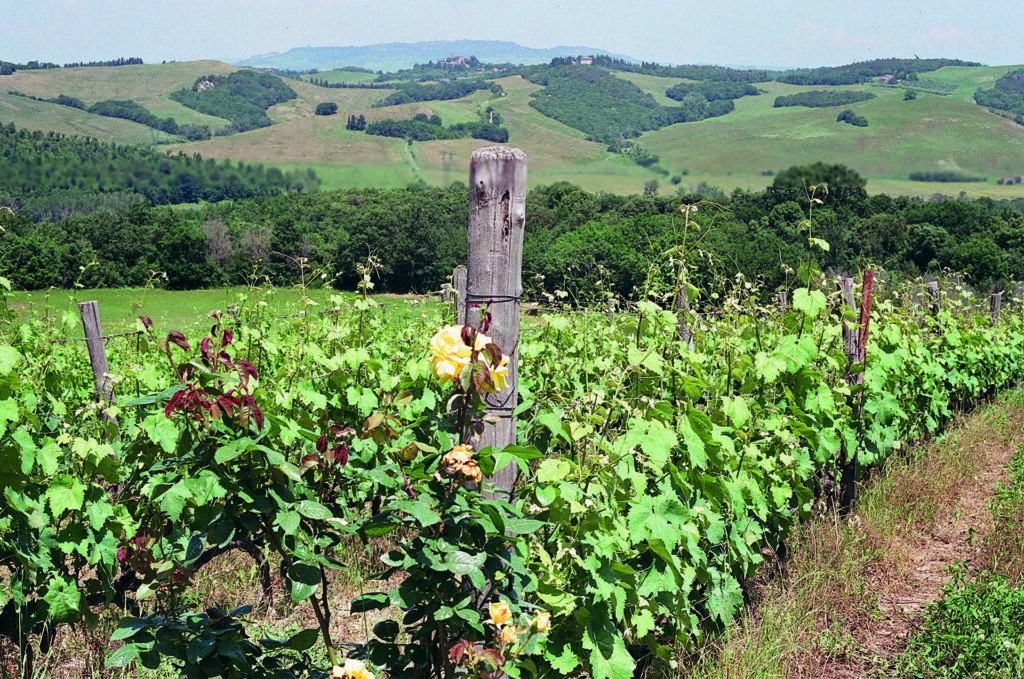 Fattoria di Statiano